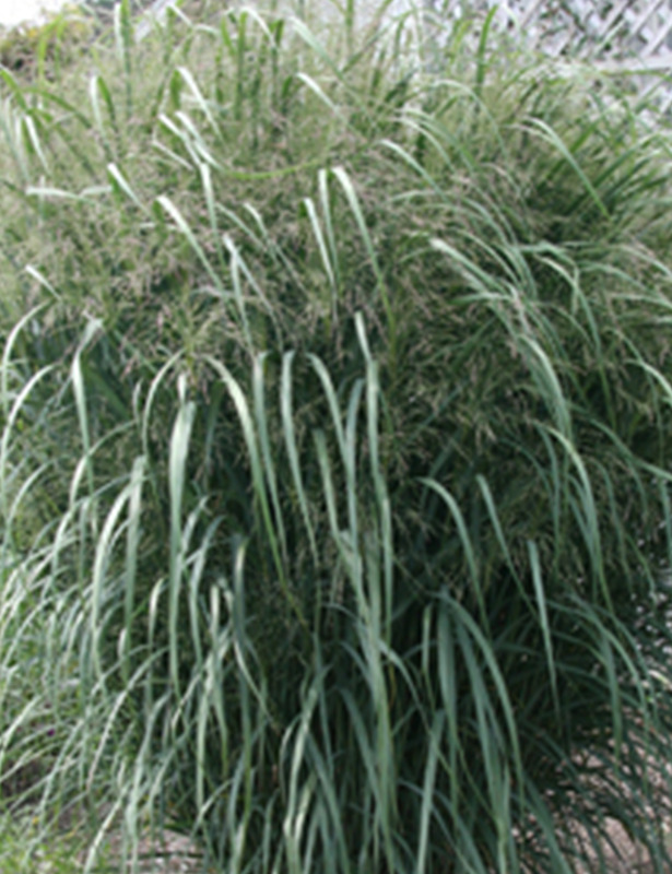 Plant Grass, Switch, Thundercloud